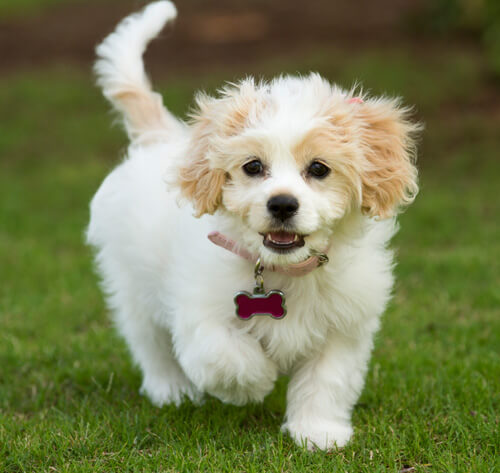 Bichon frise best sale cavalier mix